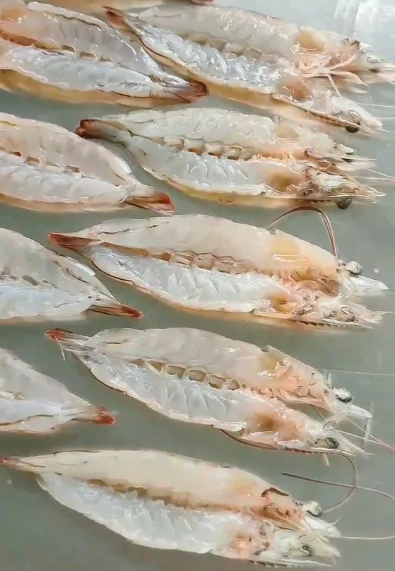 Профессиональная машина для нарезки креветок с задним открытием 6